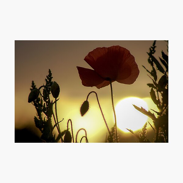 Item preview, Poppy in the golden sun designed and sold by NiekTraas.