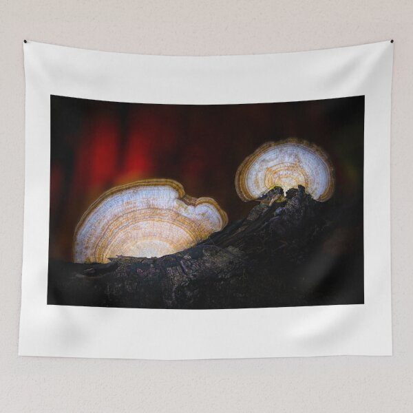 Item preview, Artist's Conks at Sunset designed and sold by VisualVoyages.