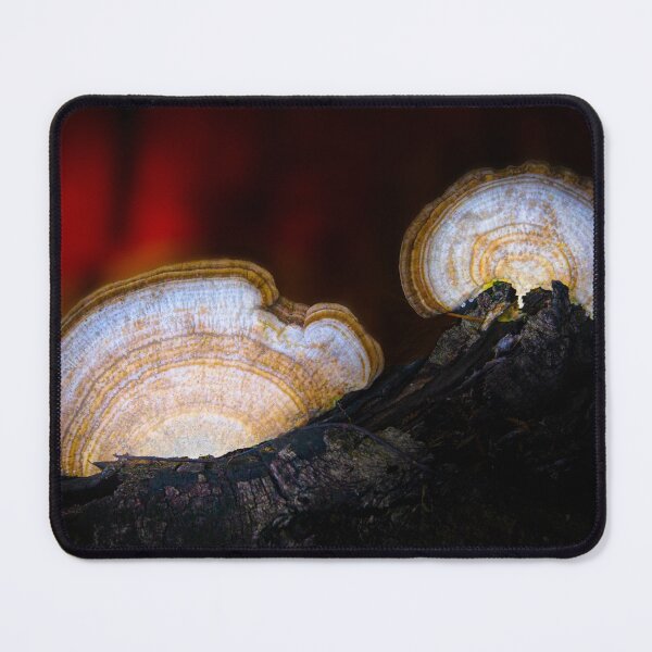 Item preview, Artist's Conks at Sunset designed and sold by VisualVoyages.