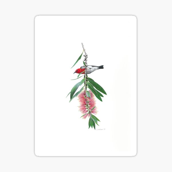 Item preview, Scarlet Honeyeater and callistemon flower designed and sold by LouiseApril.