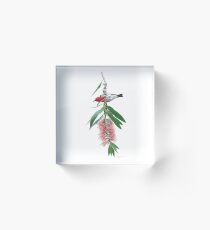 Scarlet Honeyeater and callistemon flower Acrylic Block