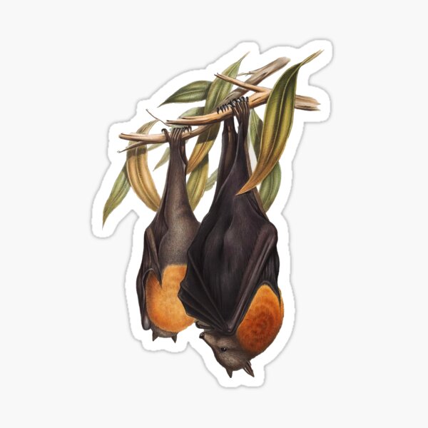 Item preview, Australischer Flughund | Flughund | Pteropus poliocephalus von John Gould designed and sold by wildtribe.