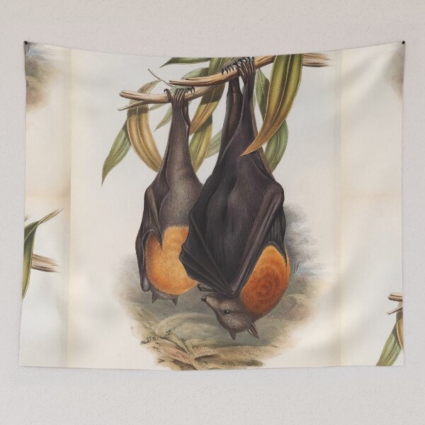 Item preview, Australian Flying Fox | Fruit Bat | Pteropus poliocephalus by John Gould  designed and sold by wildtribe.