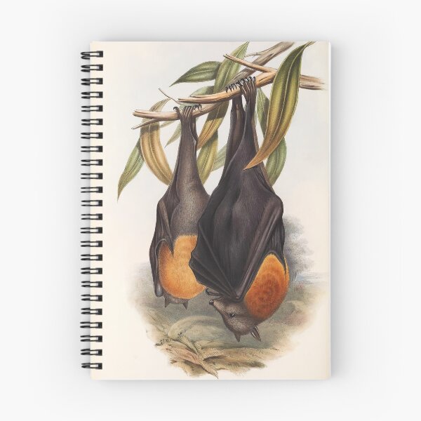 Aperçu de l'œuvre Renard volant australien | Chauve-souris aux fruits | Pteropus poliocephalus par John Gould créée et vendue par wildtribe.