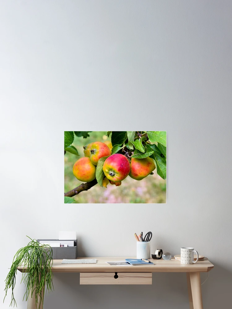 Thumbnail 2 of 3, Poster, Apple designed and sold by Nikopol.