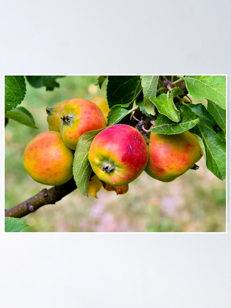 Thumbnail 1 of 3, Poster, Apple designed and sold by Nikopol.