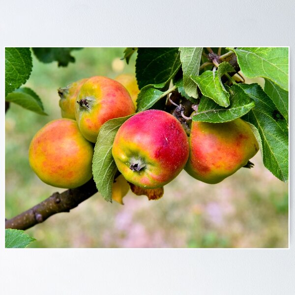 Item preview, Apple designed and sold by Nikopol.