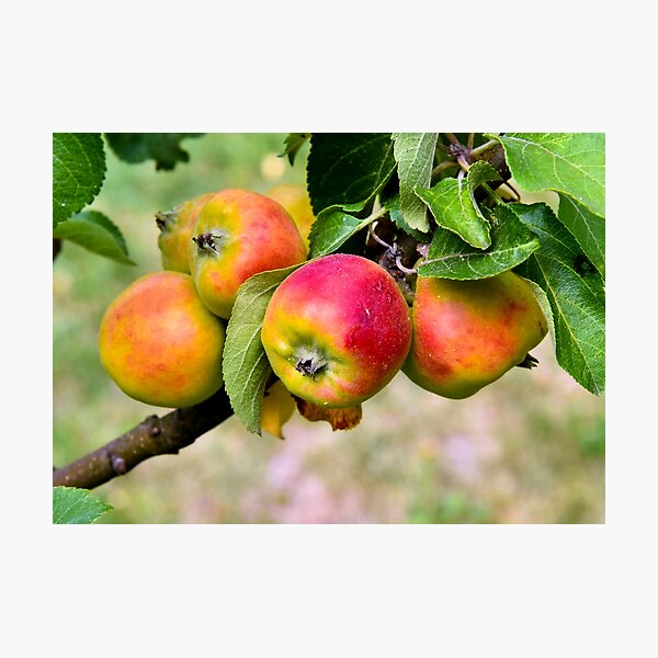 Item preview, Apple designed and sold by Nikopol.