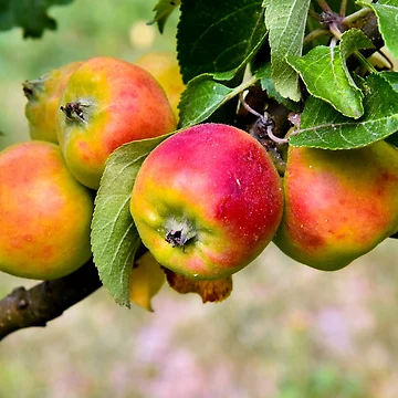 Artwork thumbnail, Apple by Nikopol