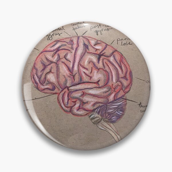 Item preview, anatomical labelled brain sketch  designed and sold by marisaja.