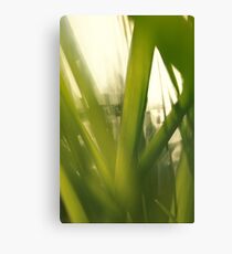 Grass abstract 1 Canvas Print