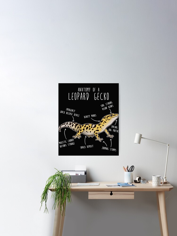 Anatomy of a Leopard Gecko  Poster for Sale by QualityApp1112