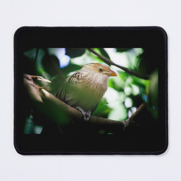 Item preview, The guira cantara designed and sold by Gaël FONTAINE.