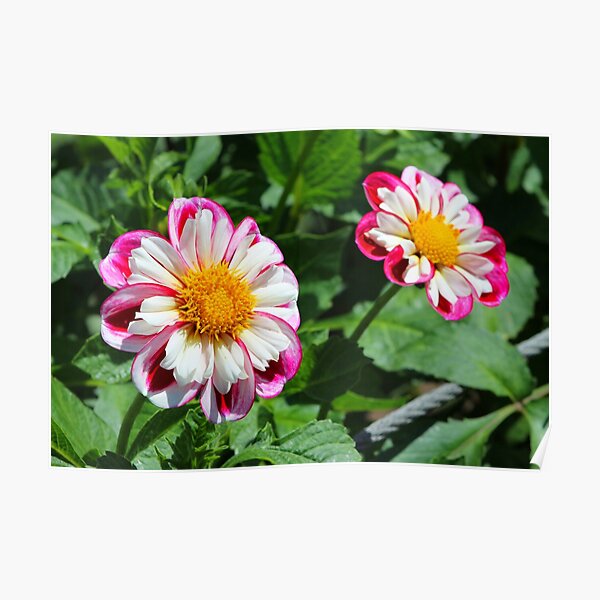 Dahlia #2 Poster