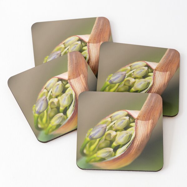 Item preview, Agapanthus Bud Pods  designed and sold by Joy Watson - Natural Light Photography .