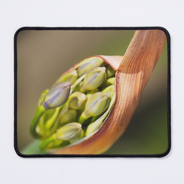 Item preview, Agapanthus Bud Pods  designed and sold by Joy Watson - Natural Light Photography .