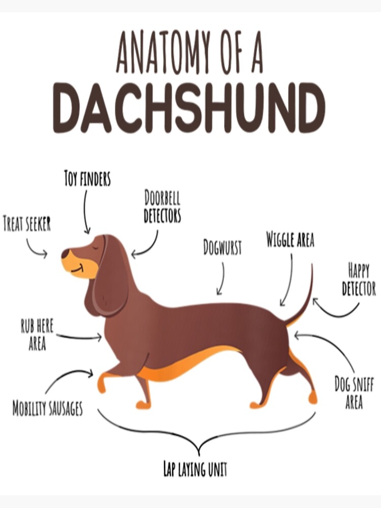 ✲ ¿Cómo debe ser un Dachshund? » Conoce su anatomía