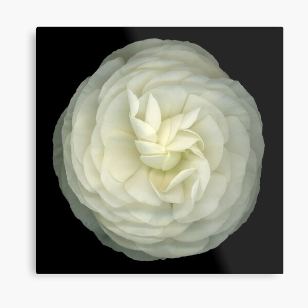 Ranunculus White Metal Print