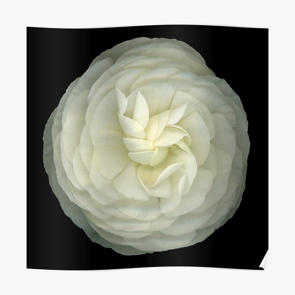 Ranunculus White Poster