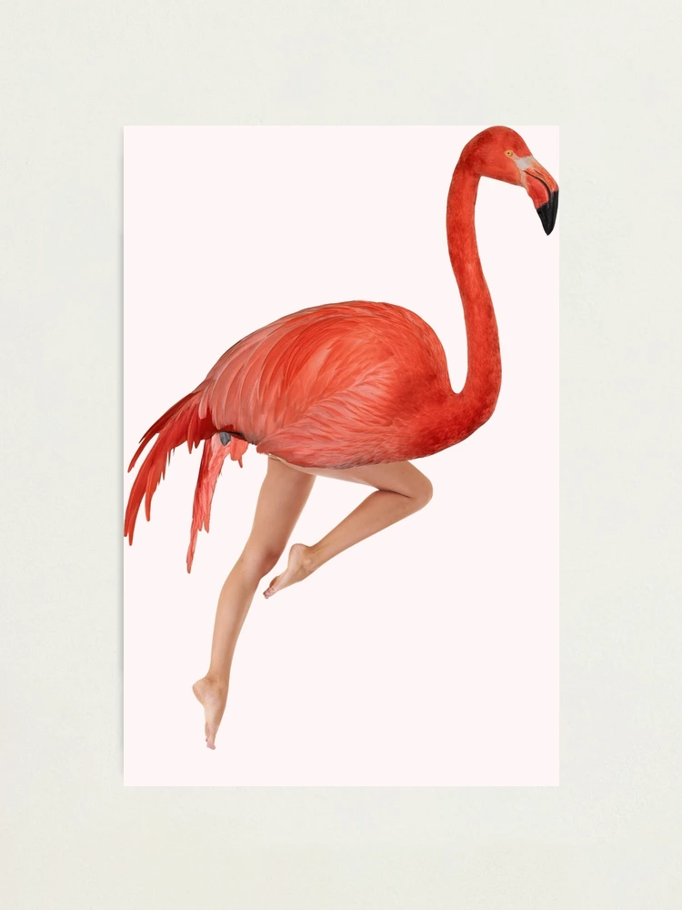 絵画 Picture Touched Flamingo Meeting 120x90 絵画 Picture Touched Flamingo Meeting 120x90 Obraz Touched