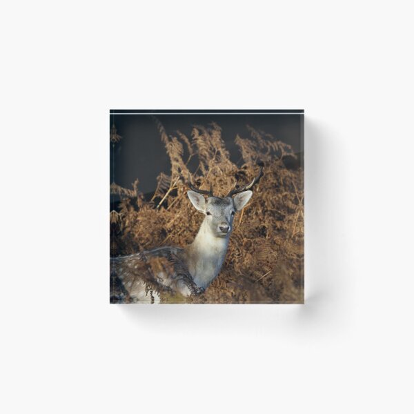 Item preview, Fallow Buck designed and sold by Christian Moss.