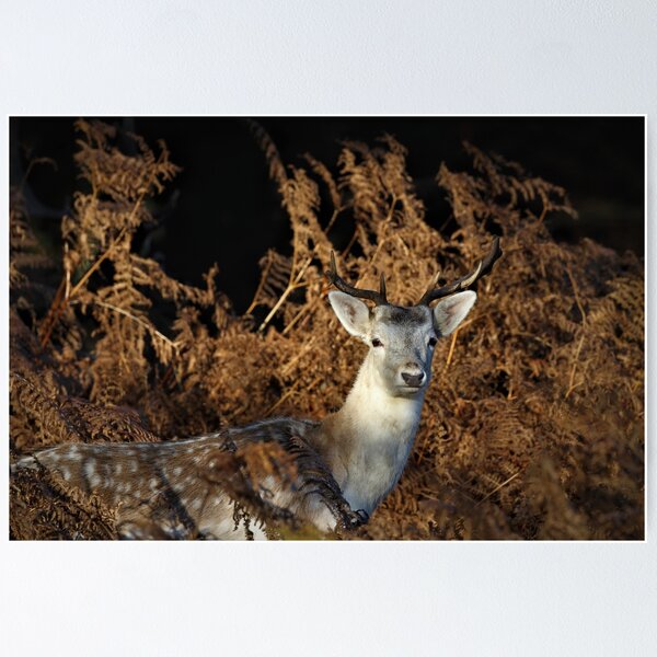 Item preview, Fallow Buck designed and sold by Christian Moss.