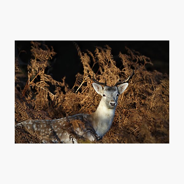 Item preview, Fallow Buck designed and sold by Christian Moss.