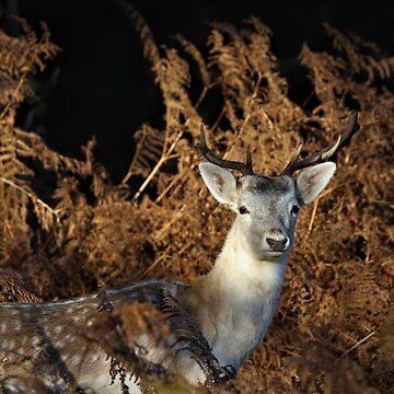Artwork thumbnail, Fallow Buck by Christian Moss