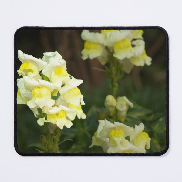 Item preview, white and yellow snapdragons designed and sold by Francespoppy.