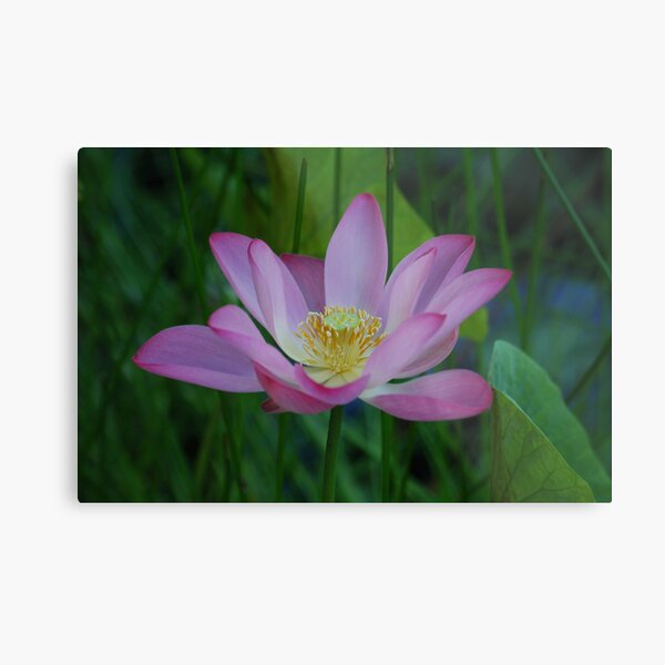 Single water lilly Metal Print