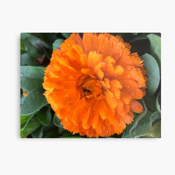 Metal Print