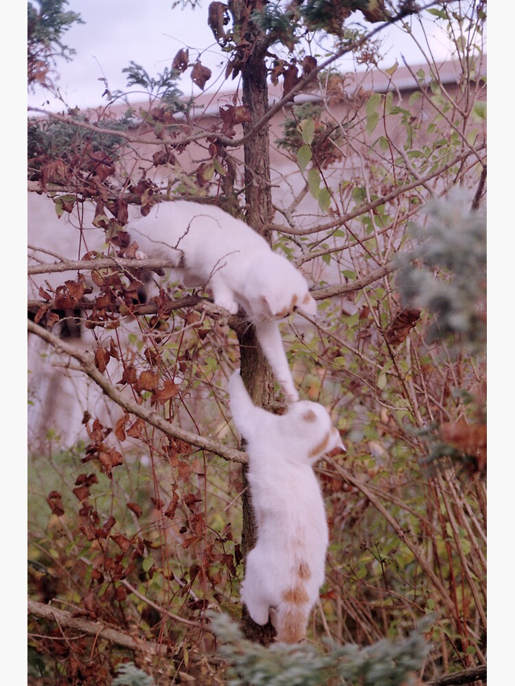 Katzen-Rauferei im Baum von Gourmetkater