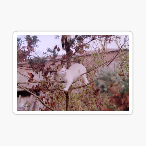 Kater Jonny im Baum Sticker