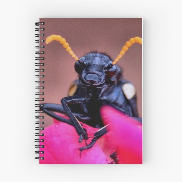 Aperçu de l'œuvre JE SUIS BLISTER BEATLE, LE ROSE BUG - CEROCTIS CAPENSIS créée et vendue par Magriet Meintjes.