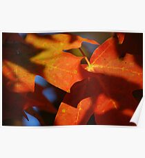Sugar Maple Poster