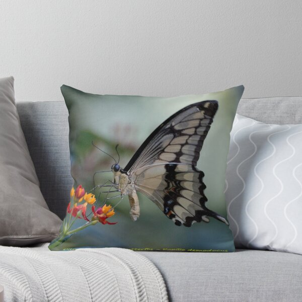 Item preview, Citrus swallowtail designed and sold by pietrofoto.