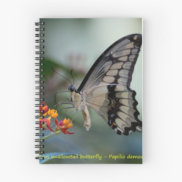 Item preview, Citrus swallowtail designed and sold by pietrofoto.