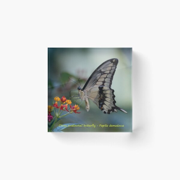 Item preview, Citrus swallowtail designed and sold by pietrofoto.