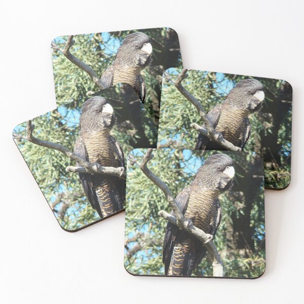 Item preview, Red Tailed Black Cockatoo Busselton Western Australia designed and sold by Rainbow Farm Photography.