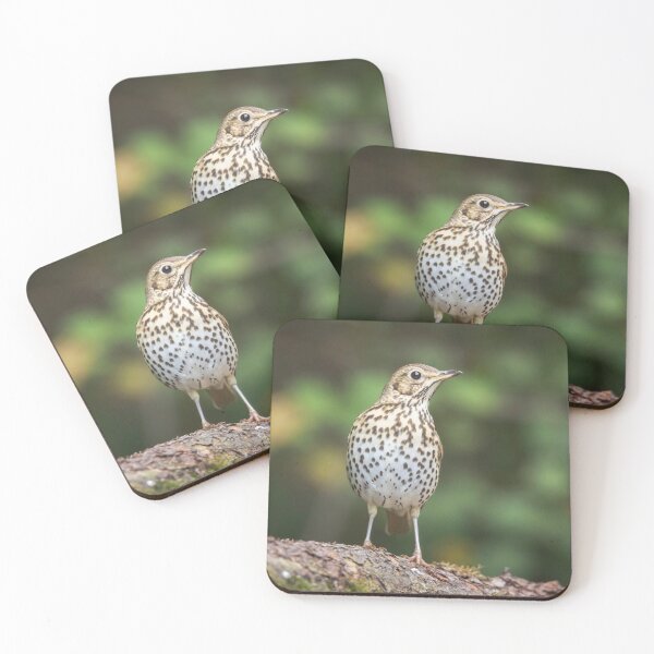 Item preview, Song Thrush #1 designed and sold by Dominika Aniola.