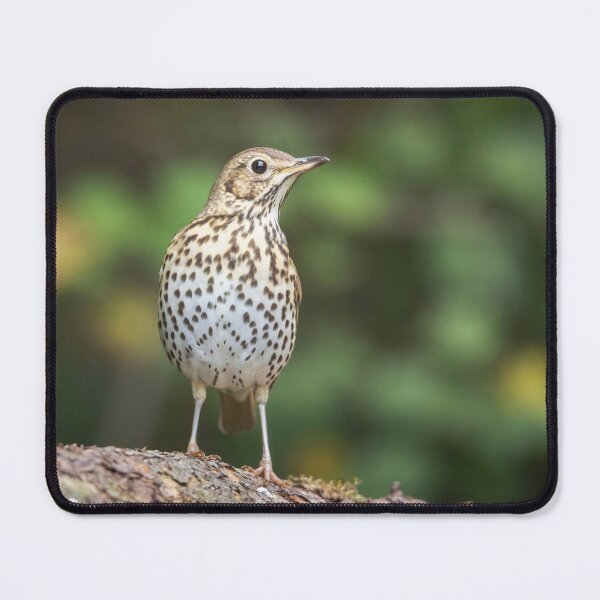 Item preview, Song Thrush #1 designed and sold by Dominika Aniola.