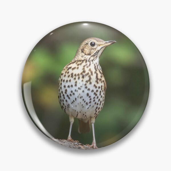 Item preview, Song Thrush #1 designed and sold by Dominika Aniola.