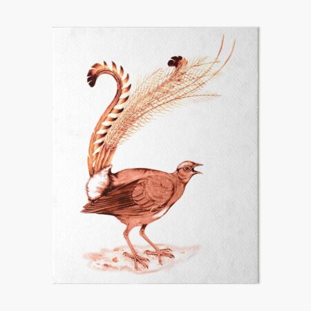 Artikel-Vorschau von Lyrebird Der erstaunliche Vogel, designt und verkauft von ramwebroom.