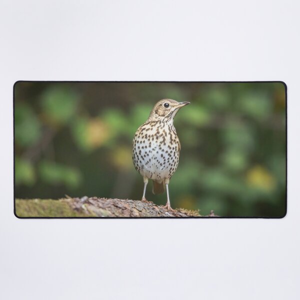 Item preview, Song Thrush #1 designed and sold by Dominika Aniola.