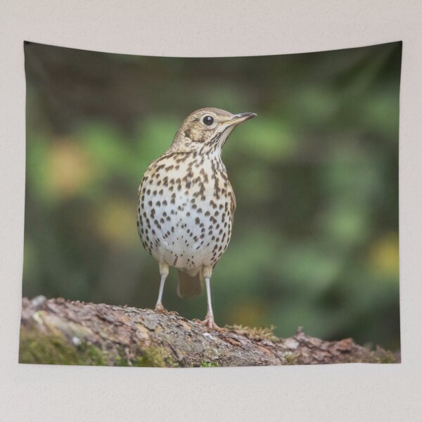 Item preview, Song Thrush #1 designed and sold by Dominika Aniola.