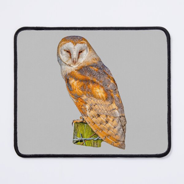 Item preview, Barn Owl sitting in the evening sun designed and sold by Dalyndigital Photography.