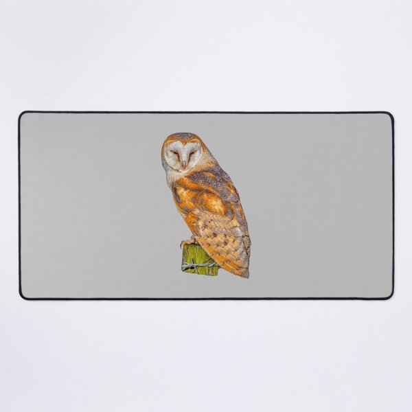 Item preview, Barn Owl sitting in the evening sun designed and sold by Dalyndigital Photography.