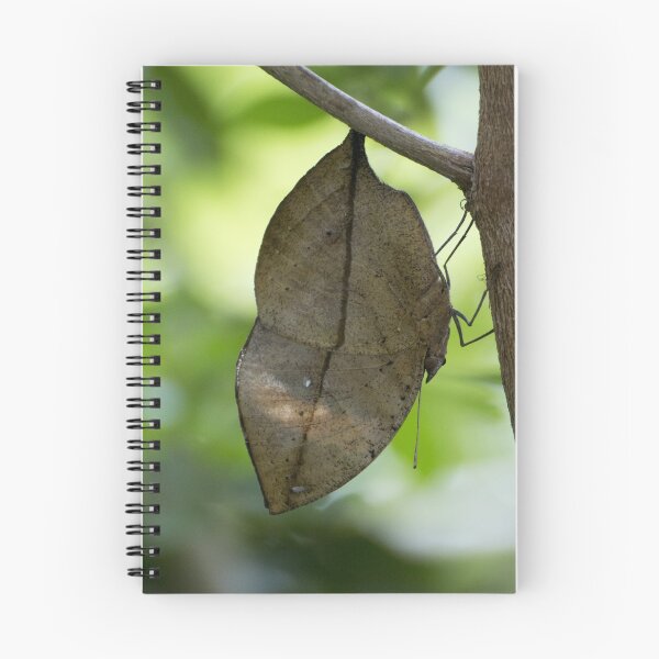 Item preview, Orange oakleaf butterfly designed and sold by pietrofoto.