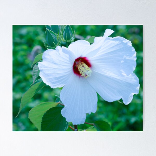 Item preview, White Hibiscus designed and sold by BigD.
