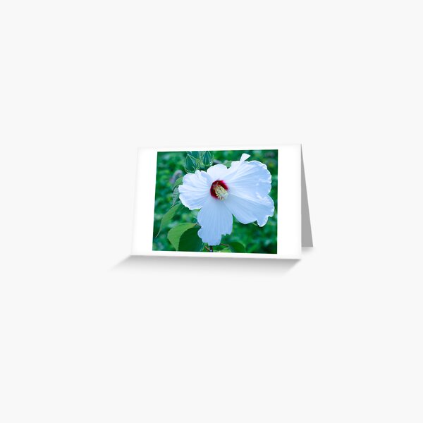 White Hibiscus Greeting Card